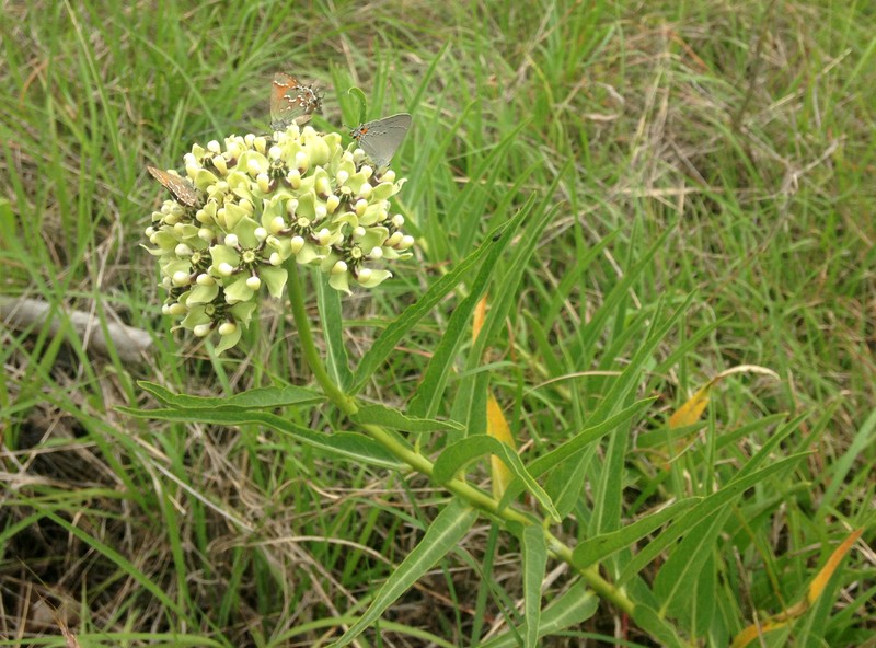 Spider Milkweed photo 3