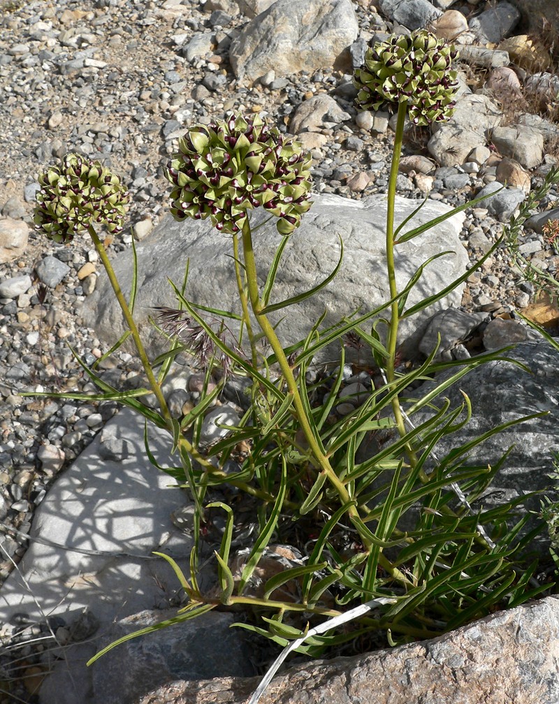 Spider Milkweed photo 2