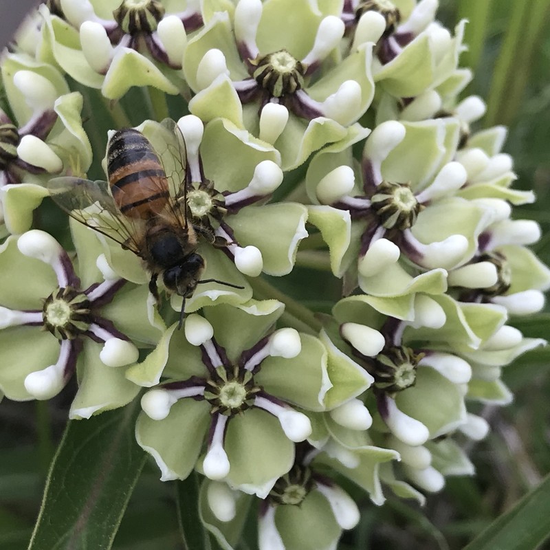 Spider Milkweed photo 4