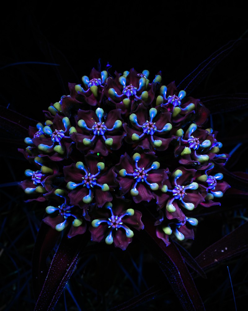 Spider Milkweed photo 5