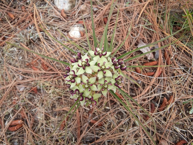 Spider Milkweed photo 6