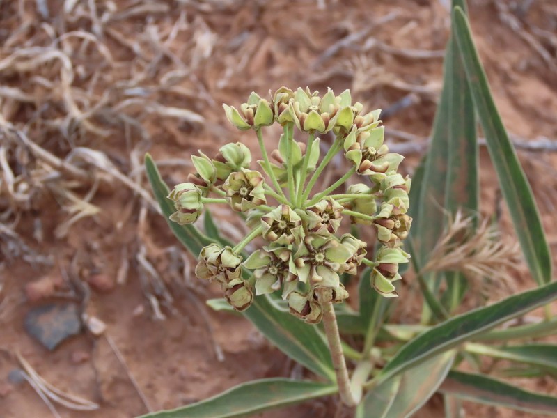Spider Milkweed photo 7