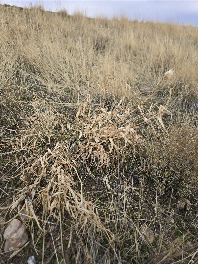 Asclepias asperula subsp. asperula