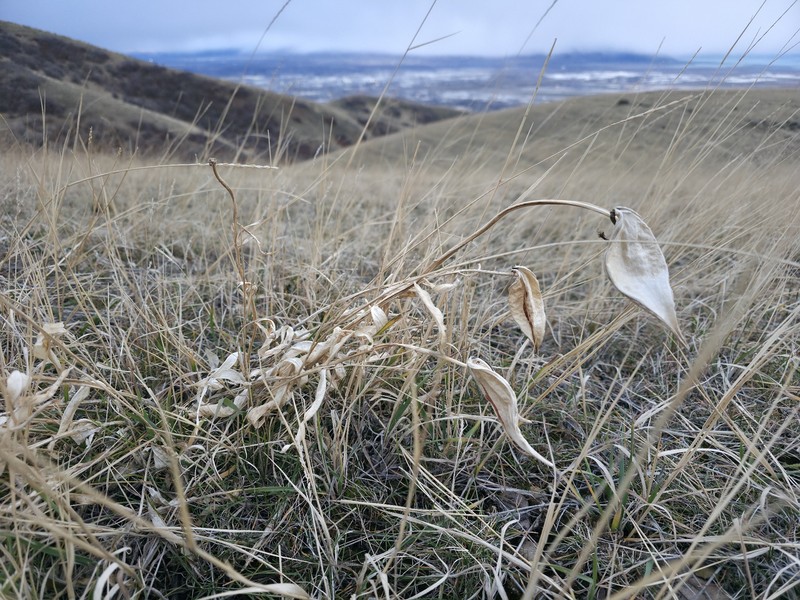 Asclepias asperula subsp. asperula photo 2