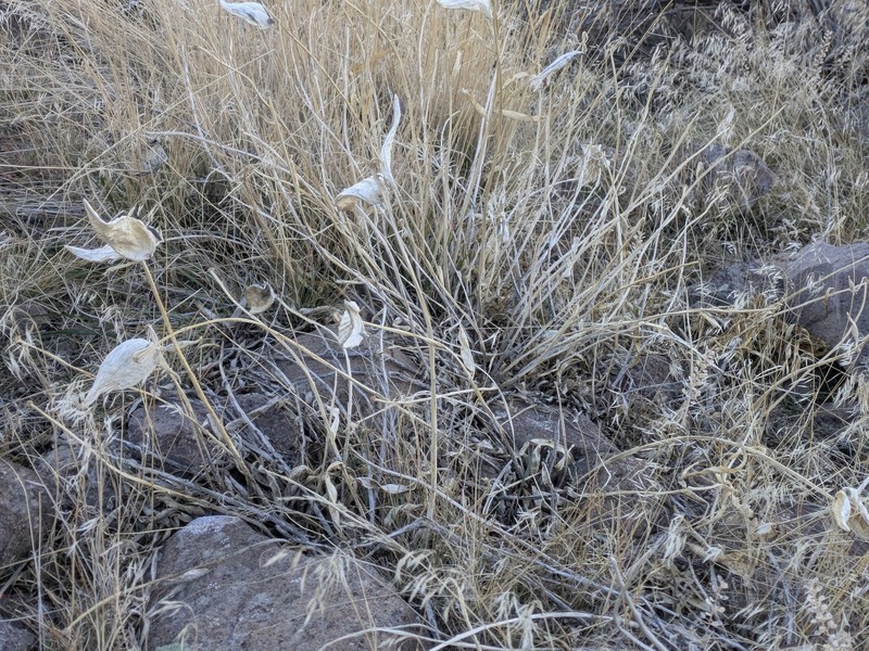 Asclepias asperula subsp. asperula photo 3