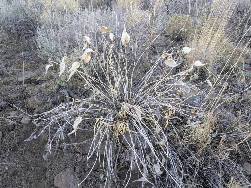 Asclepias asperula subsp. asperula photo 4