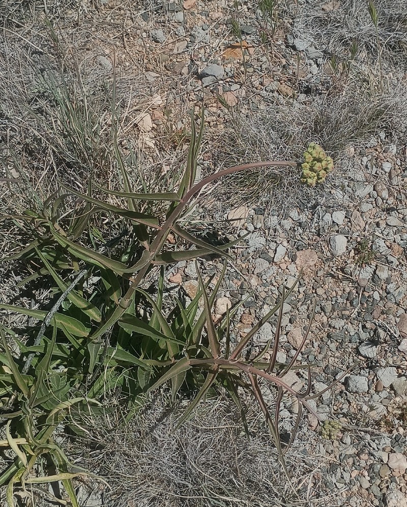 Asclepias asperula subsp. asperula photo 5