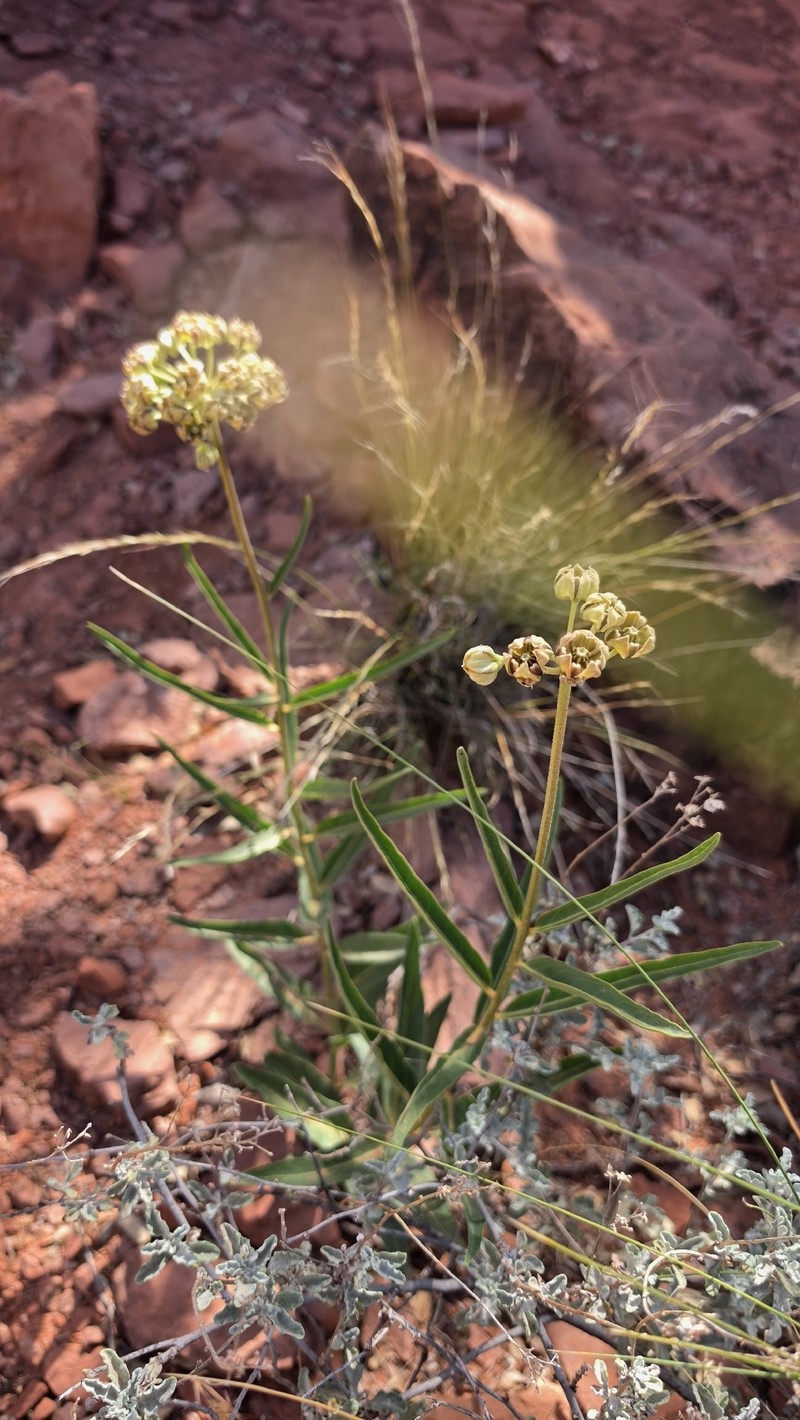Asclepias asperula subsp. asperula photo 6