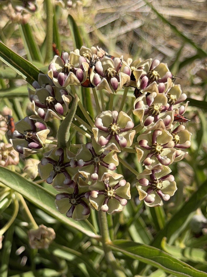 Asclepias asperula subsp. asperula photo 7