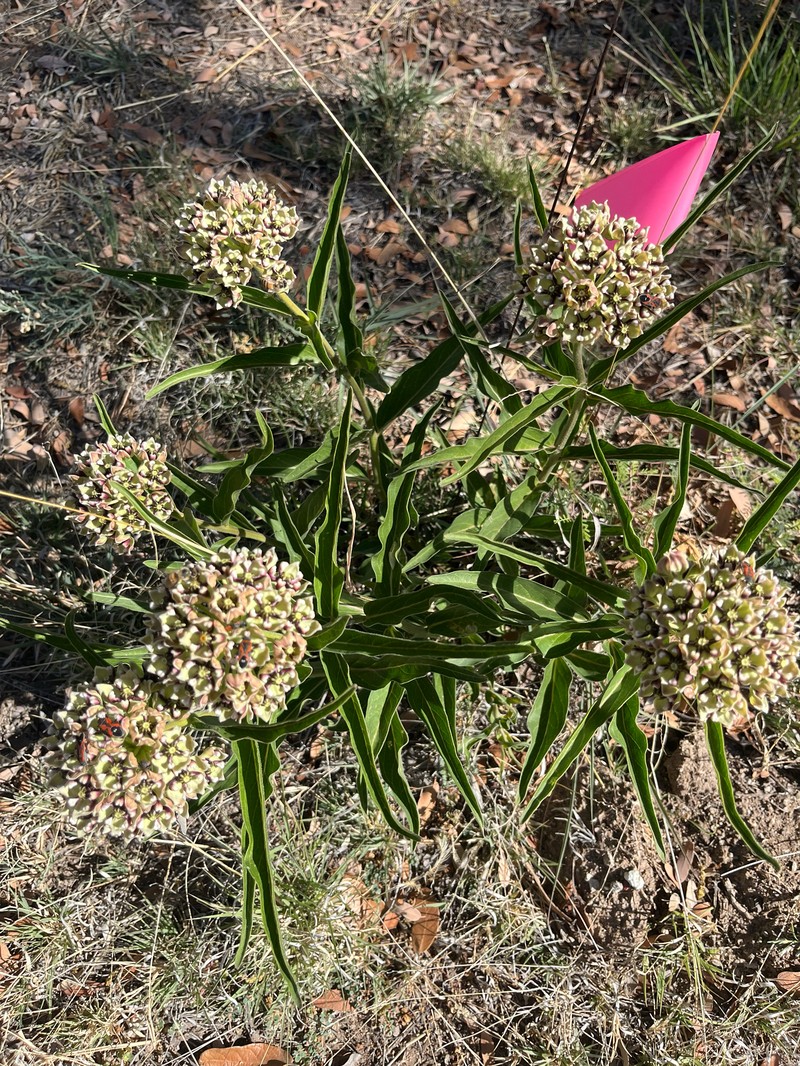 Asclepias asperula subsp. asperula photo 8