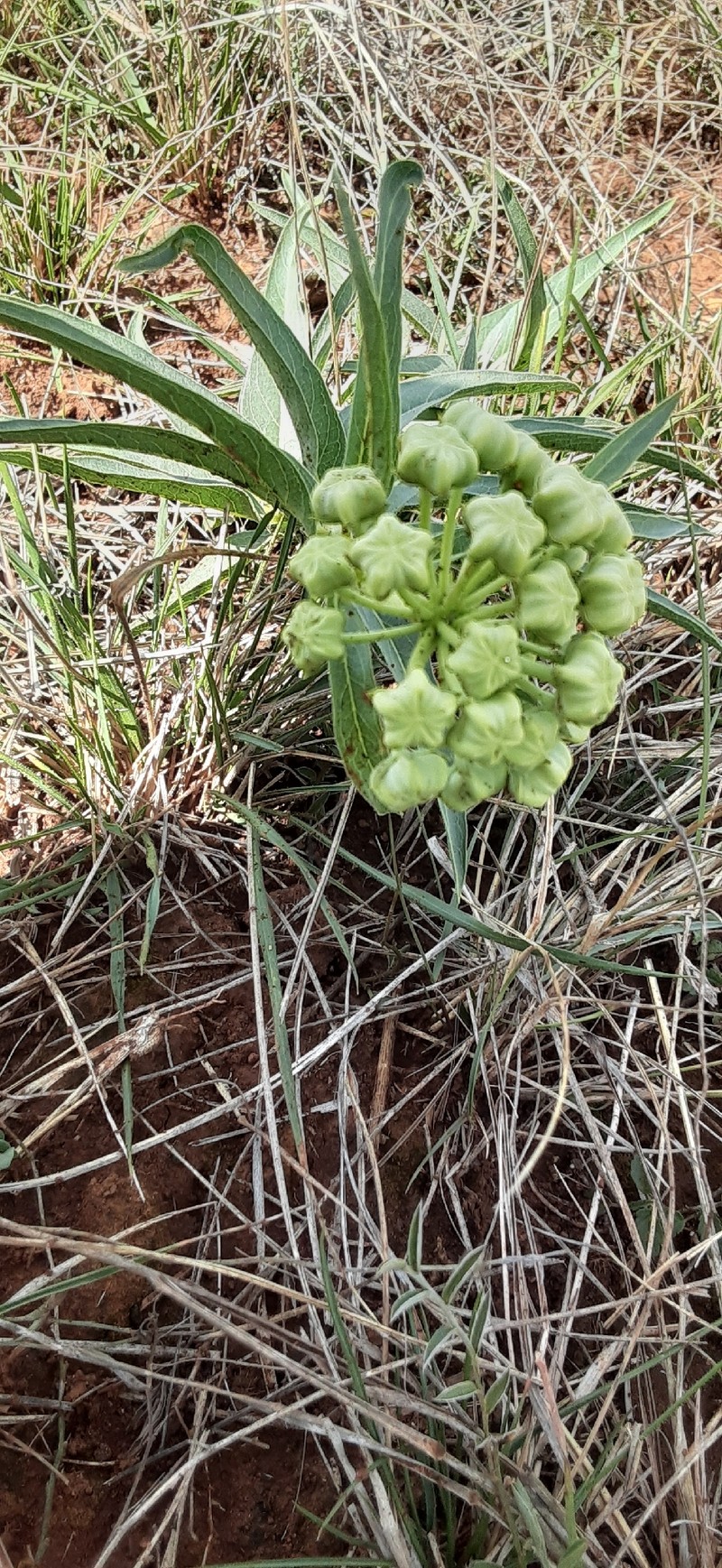 Asclepias asperula subsp. capricornu