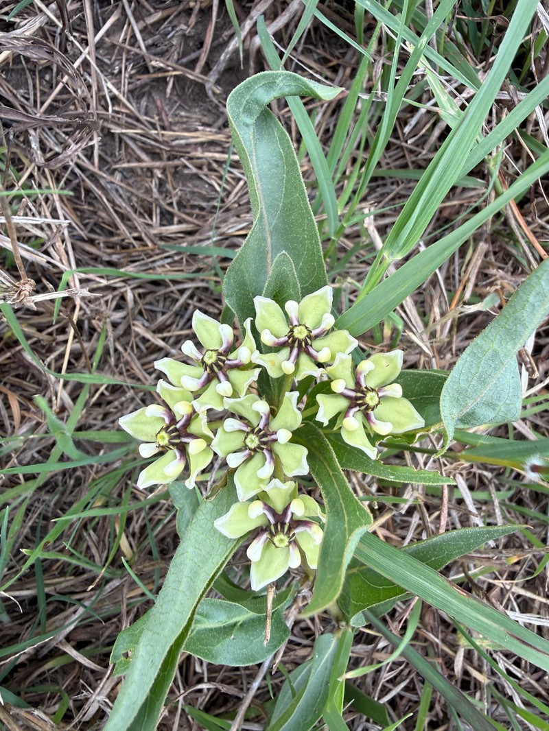 Asclepias asperula subsp. capricornu photo 2