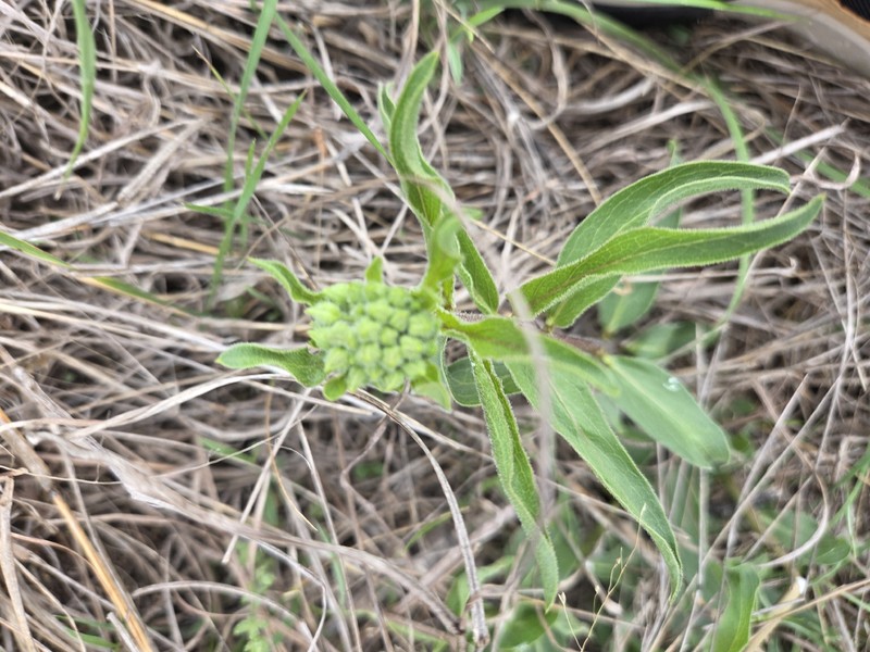 Asclepias asperula subsp. capricornu photo 3