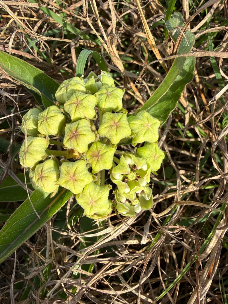 Asclepias asperula subsp. capricornu photo 4