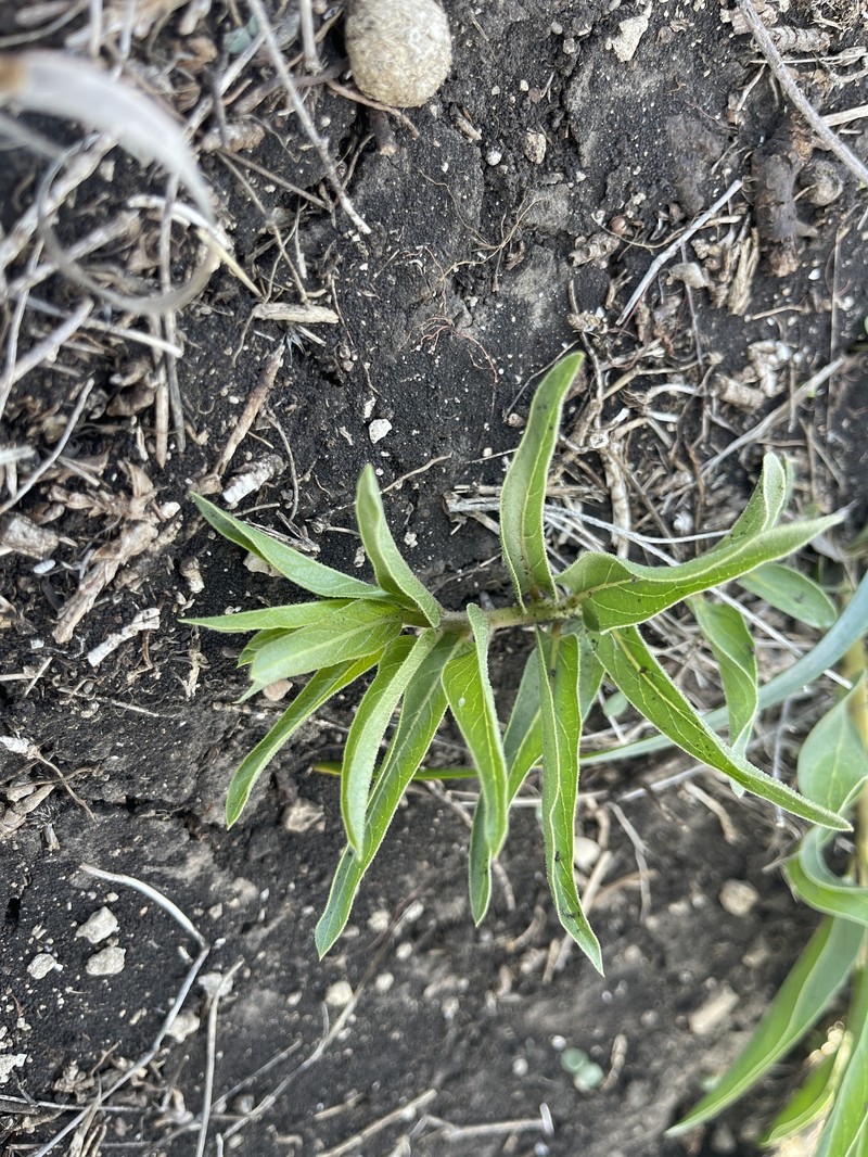 Asclepias asperula subsp. capricornu photo 5