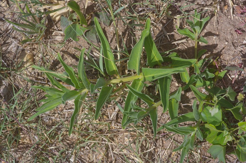 Asclepias asperula subsp. capricornu photo 6