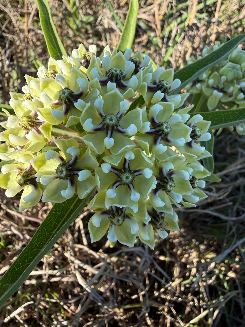 Asclepias asperula subsp. capricornu photo 7