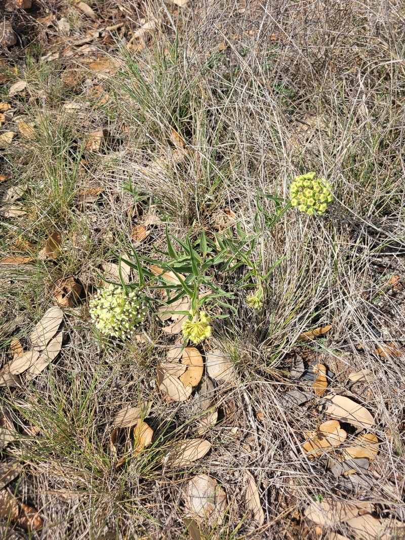 Asclepias asperula subsp. capricornu photo 8