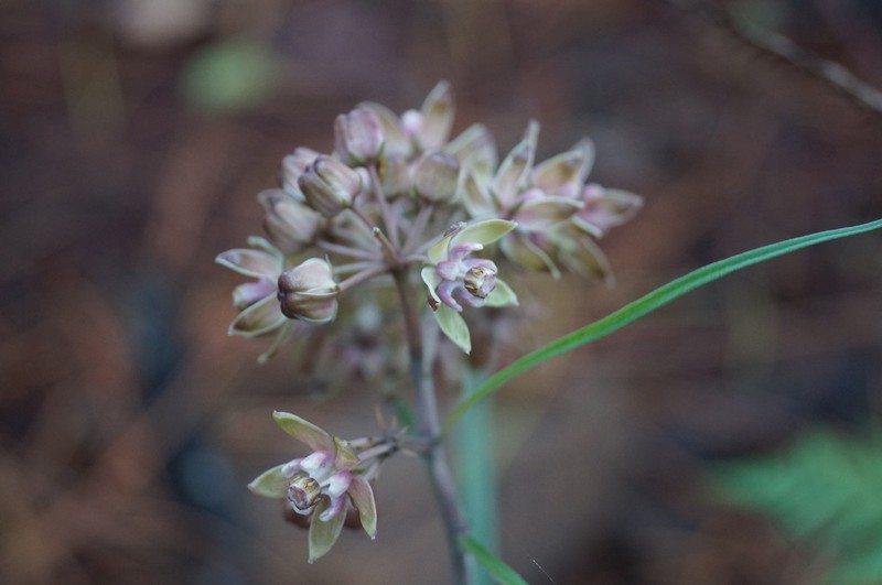 Asclepias atroviolacea