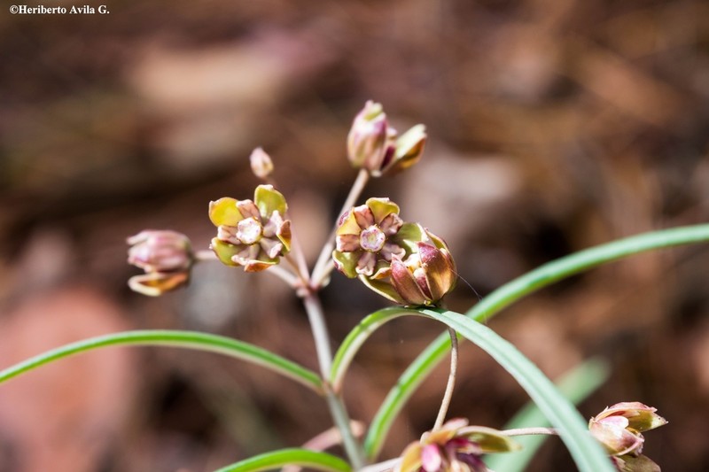 Asclepias atroviolacea photo 2
