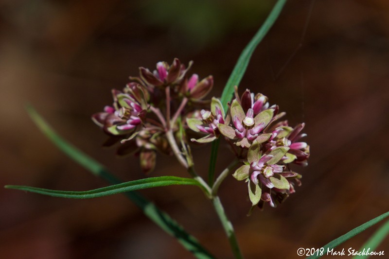 Asclepias atroviolacea photo 3