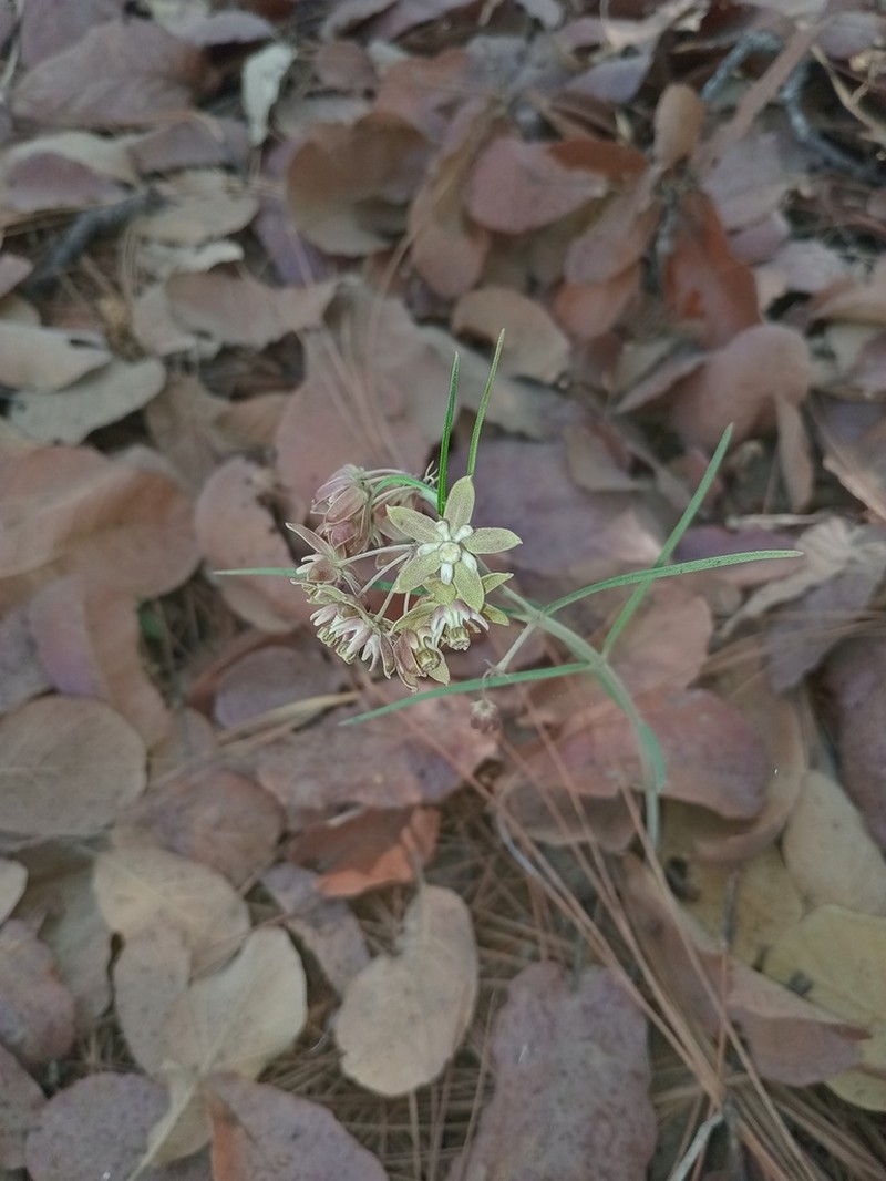 Asclepias atroviolacea photo 4