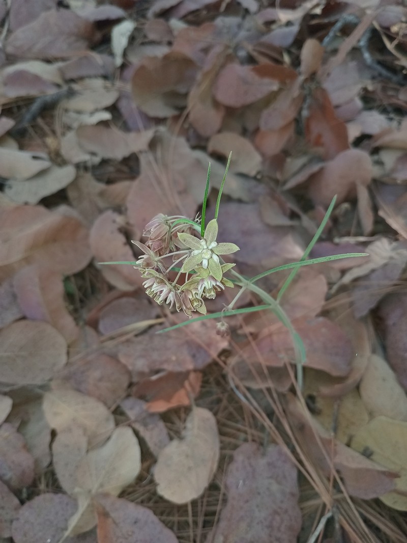Asclepias atroviolacea photo 5