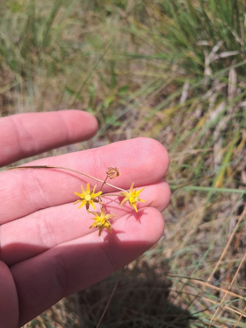 Asclepias aurea