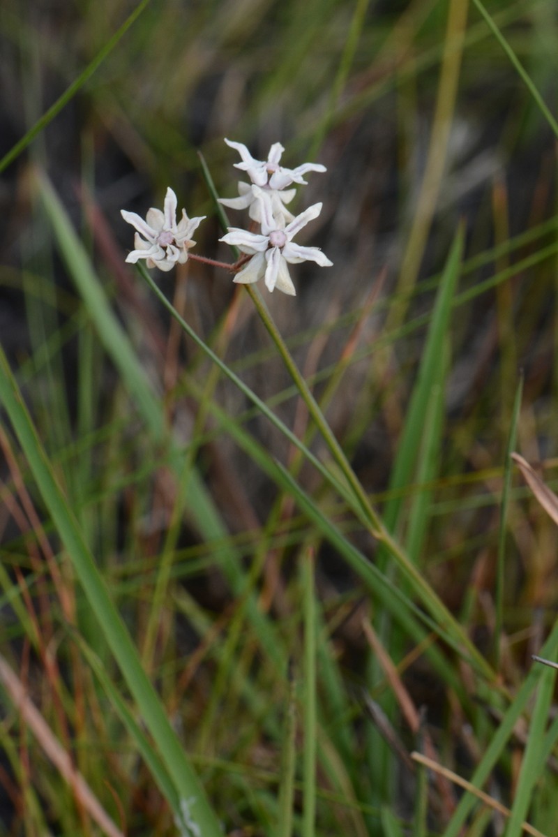 Asclepias aurea photo 2