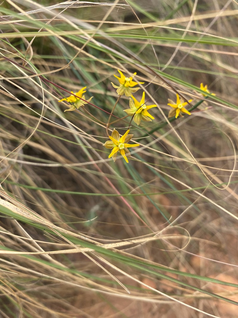 Asclepias aurea photo 3