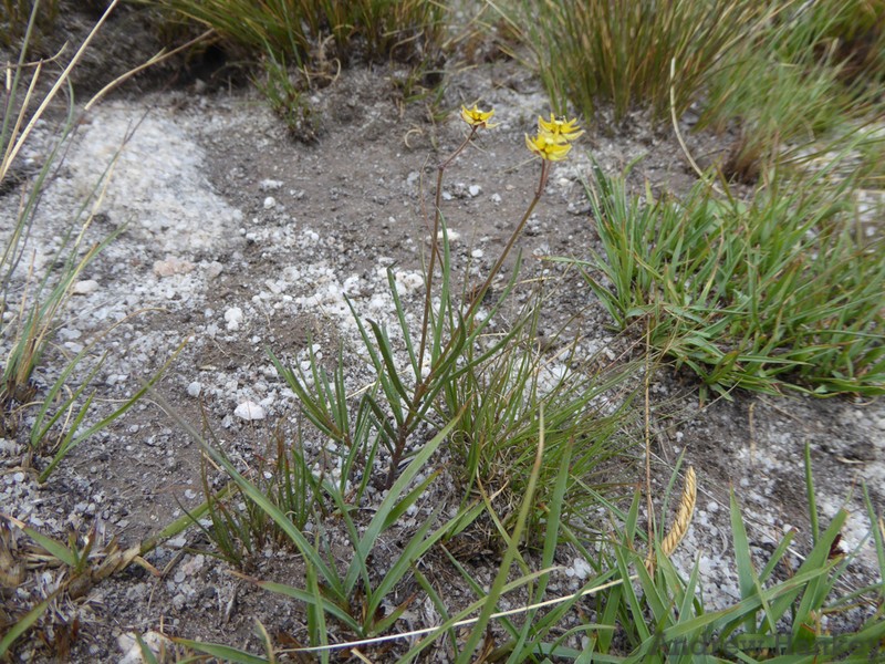 Asclepias aurea photo 4