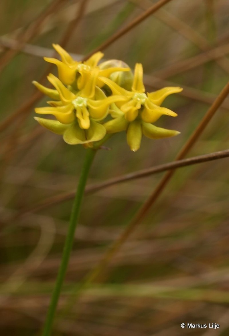 Asclepias aurea photo 5