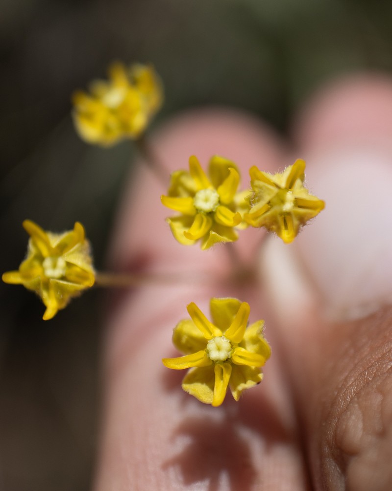 Asclepias aurea photo 6