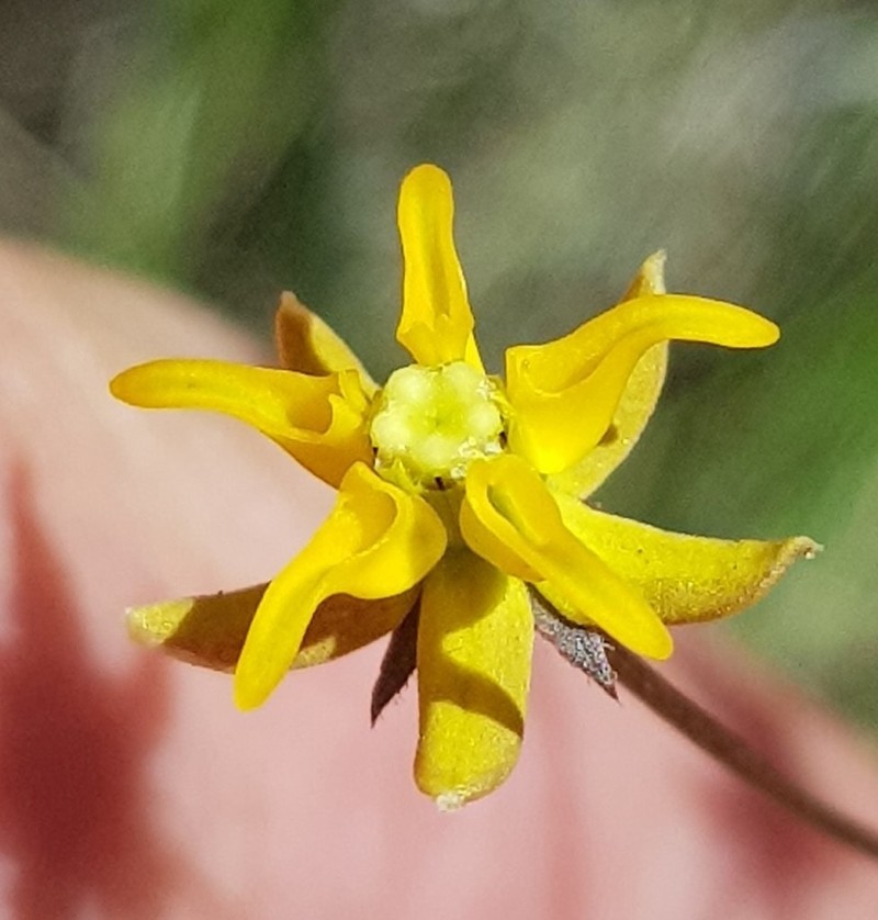 Asclepias aurea photo 7