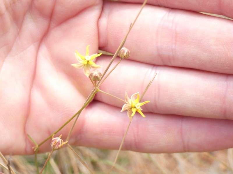 Asclepias aurea photo 8
