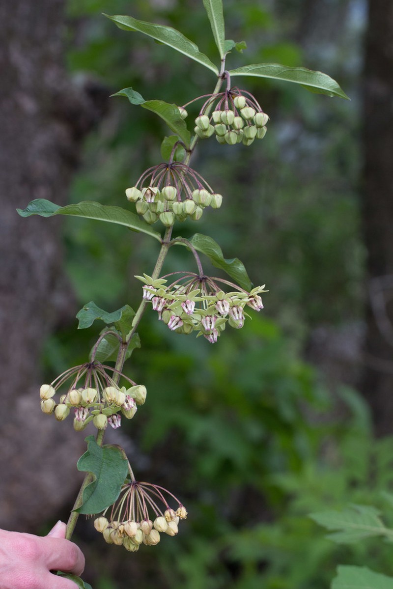 Asclepias auriculata