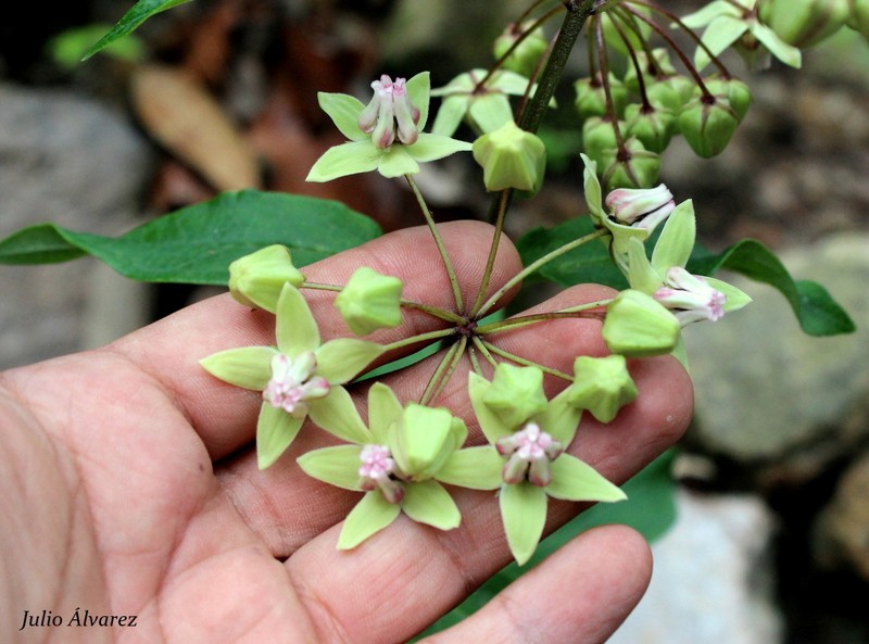 Asclepias auriculata photo 2