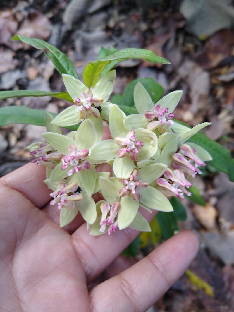 Asclepias auriculata photo 3