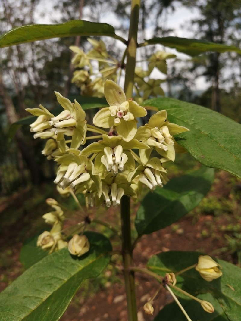 Asclepias auriculata photo 4