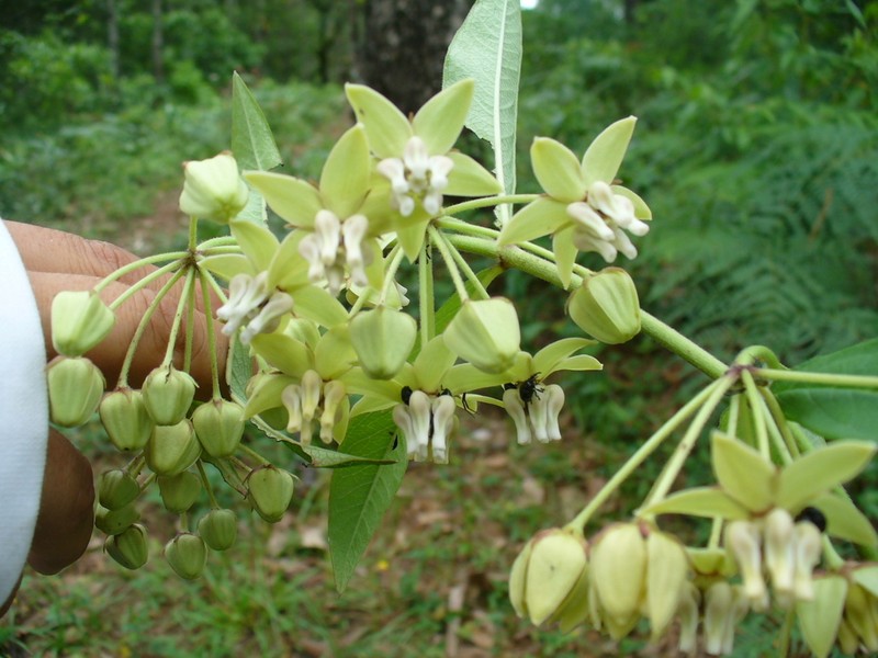 Asclepias auriculata photo 5