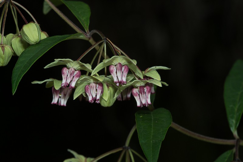 Asclepias auriculata photo 6