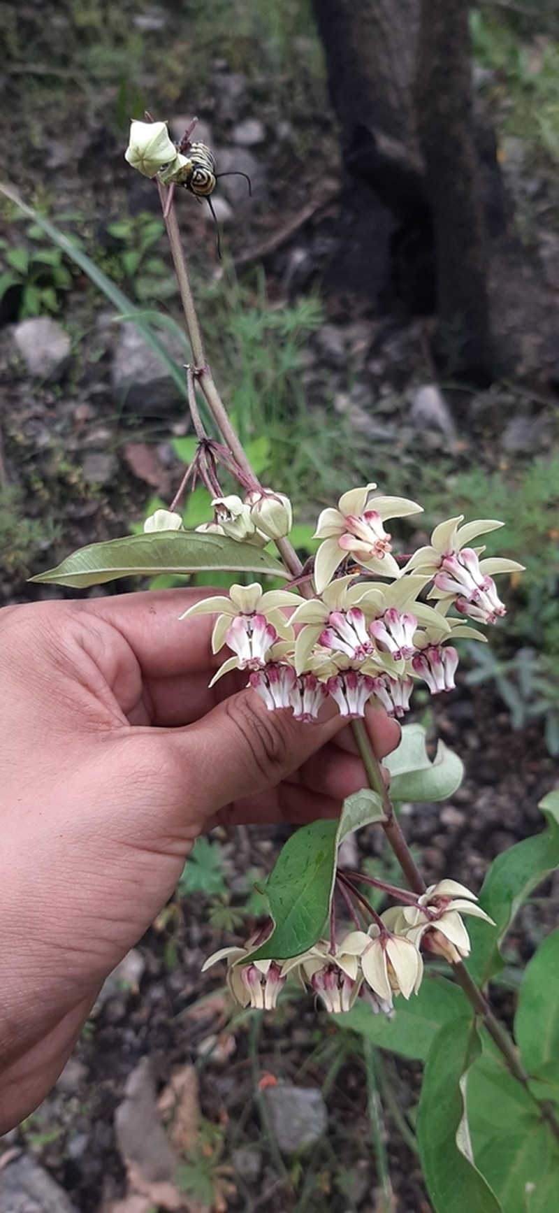 Asclepias auriculata photo 7