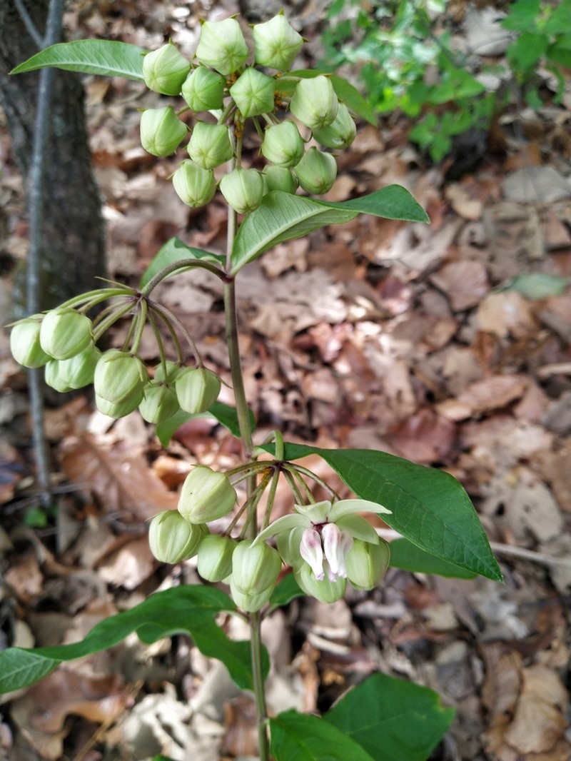 Asclepias auriculata photo 8