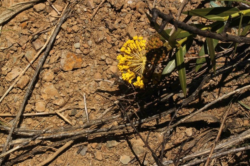 Asclepias barjoniifolia photo 2
