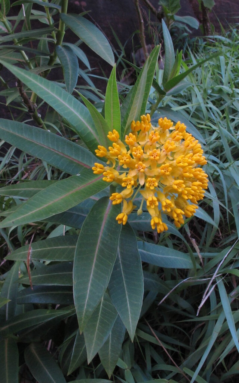 Asclepias barjoniifolia photo 3
