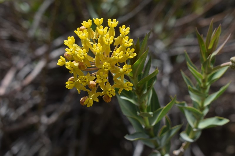 Asclepias barjoniifolia photo 4