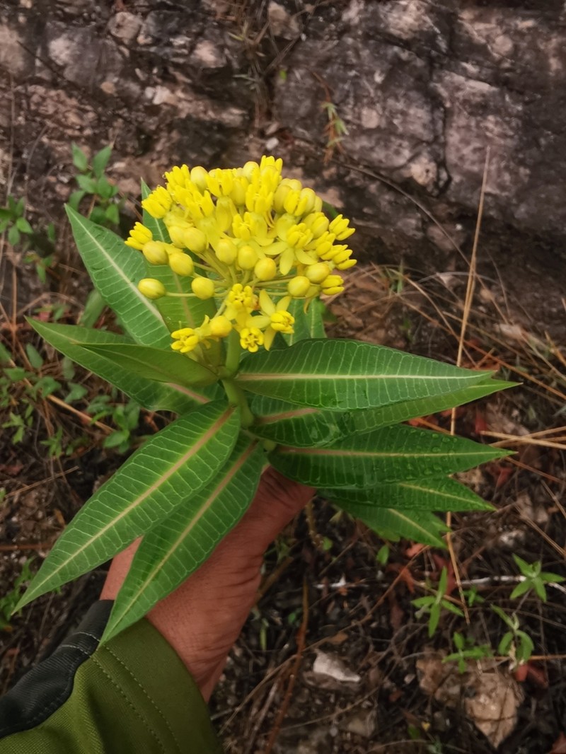 Asclepias barjoniifolia photo 5