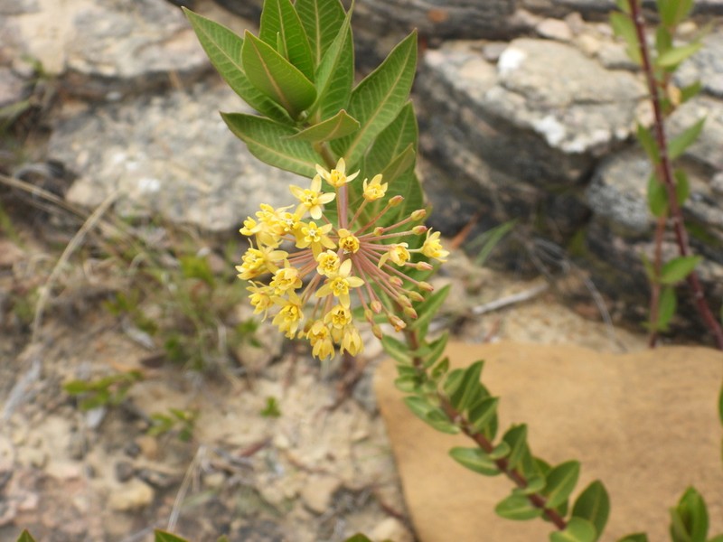 Asclepias barjoniifolia photo 6
