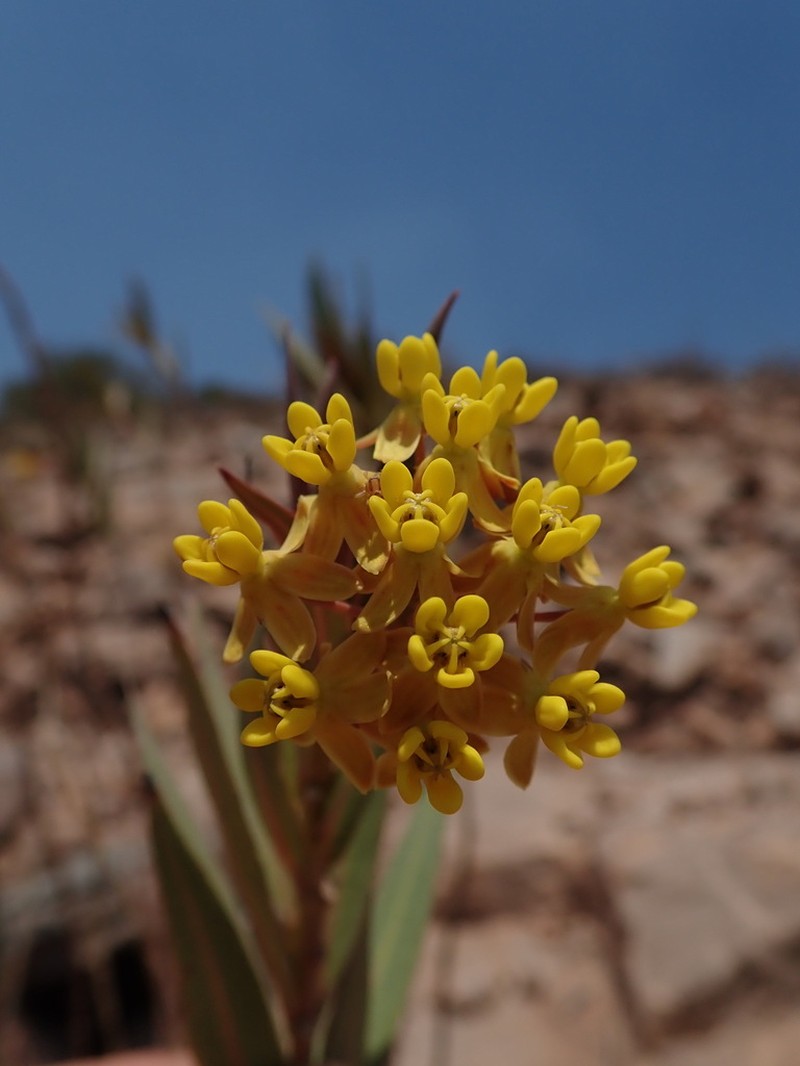 Asclepias barjoniifolia photo 7