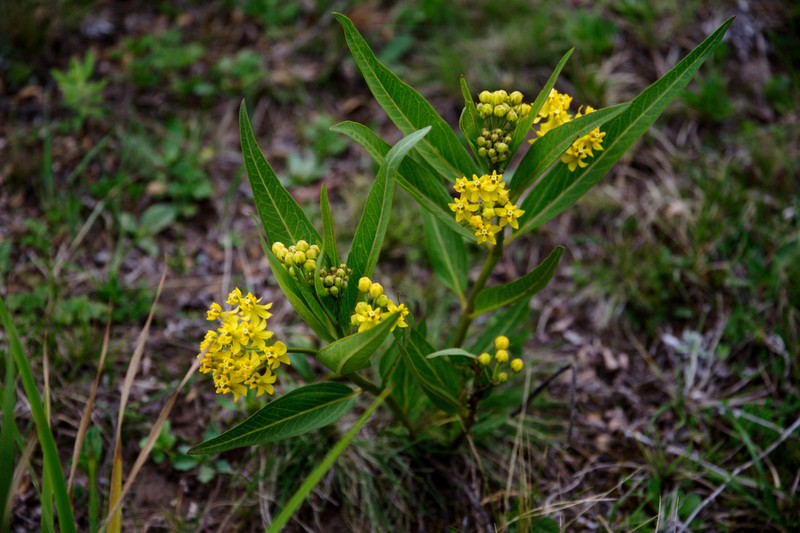 Asclepias barjoniifolia photo 8